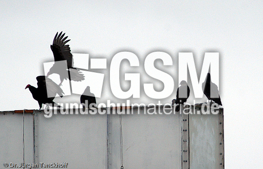 Truthahngeier (9 von 14).jpg